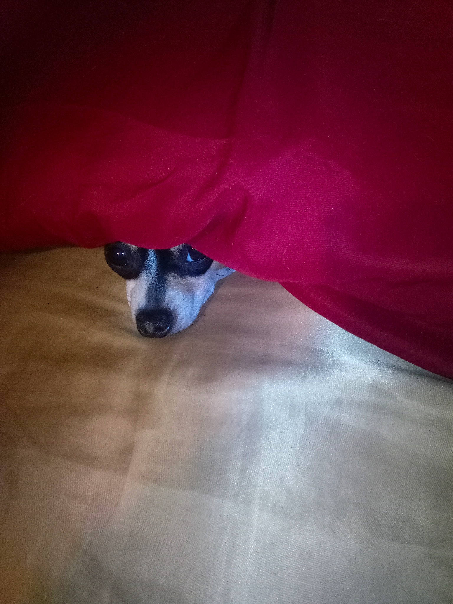 Ray Ray is registered to the contest to win money with this photo: canidae, carnivore, comfort, companion_dog, dog, dog_breed, fawn, flooring, hardwood, human_leg, magenta, non_sporting_group, paw, rampur_greyhound, sighthound, snout, sporting_group, terrestrial_animal, whiskers, working_animal