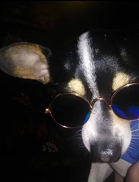 Ray Ray joined the competition — help win amazing prizes! art, canidae, carnivore, companion_dog, dog_breed, eye, eyewear, felidae, fur, glasses, goggles, human_body, personal_protective_equipment, sky, small_to_medium_sized_cats, snout, sunglasses, vision_care, whiskers, working_animal