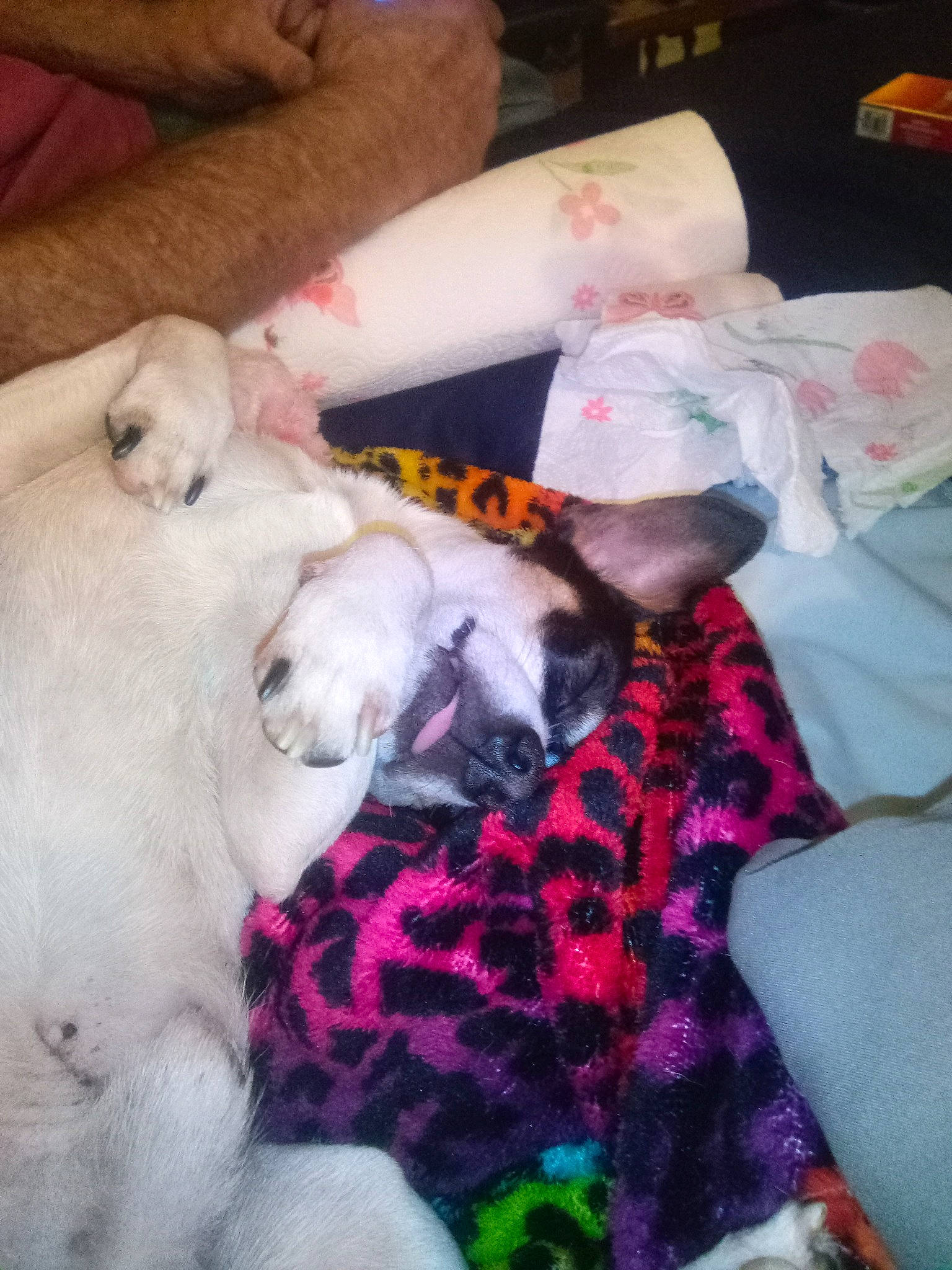 Ray Ray joined the competition — help win amazing prizes! bed, blanket, comfort, companion_dog, couch, dog_breed, fawn, felidae, fur, lap, linens, magenta, nap, pattern, paw, pink, sleep, small_to_medium_sized_cats, tail, whiskers