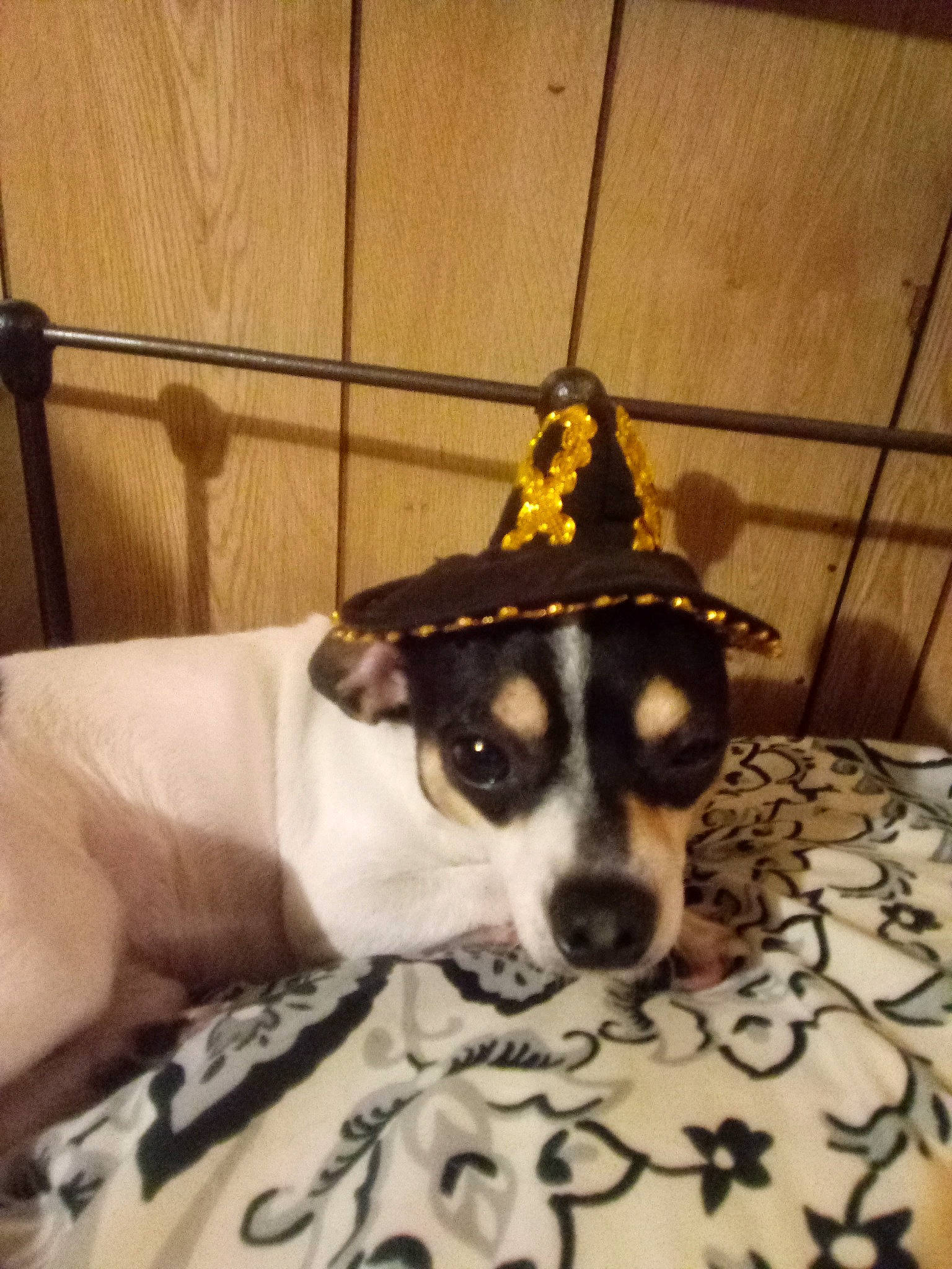 Ray Ray is registered to the contest to win money with this photo: canidae, carnivore, collar, companion_dog, dog, dog_breed, dog_collar, dog_supply, eyewear, fashion_accessory, fawn, flooring, fur, hat, leash, snout, sporting_group, toy_dog, whiskers, working_animal