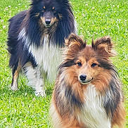 Spyke Et Anouk a rejoint le concours — aidez-le/la à gagner de superbes lots ! dog, shetland_sheepdog, grass, outdoor, pet, animal, fur, two_dogs, nature, greenery, canine, playful, walking, park, mammal, friendly, adorable, fluffy, portrait, daylight