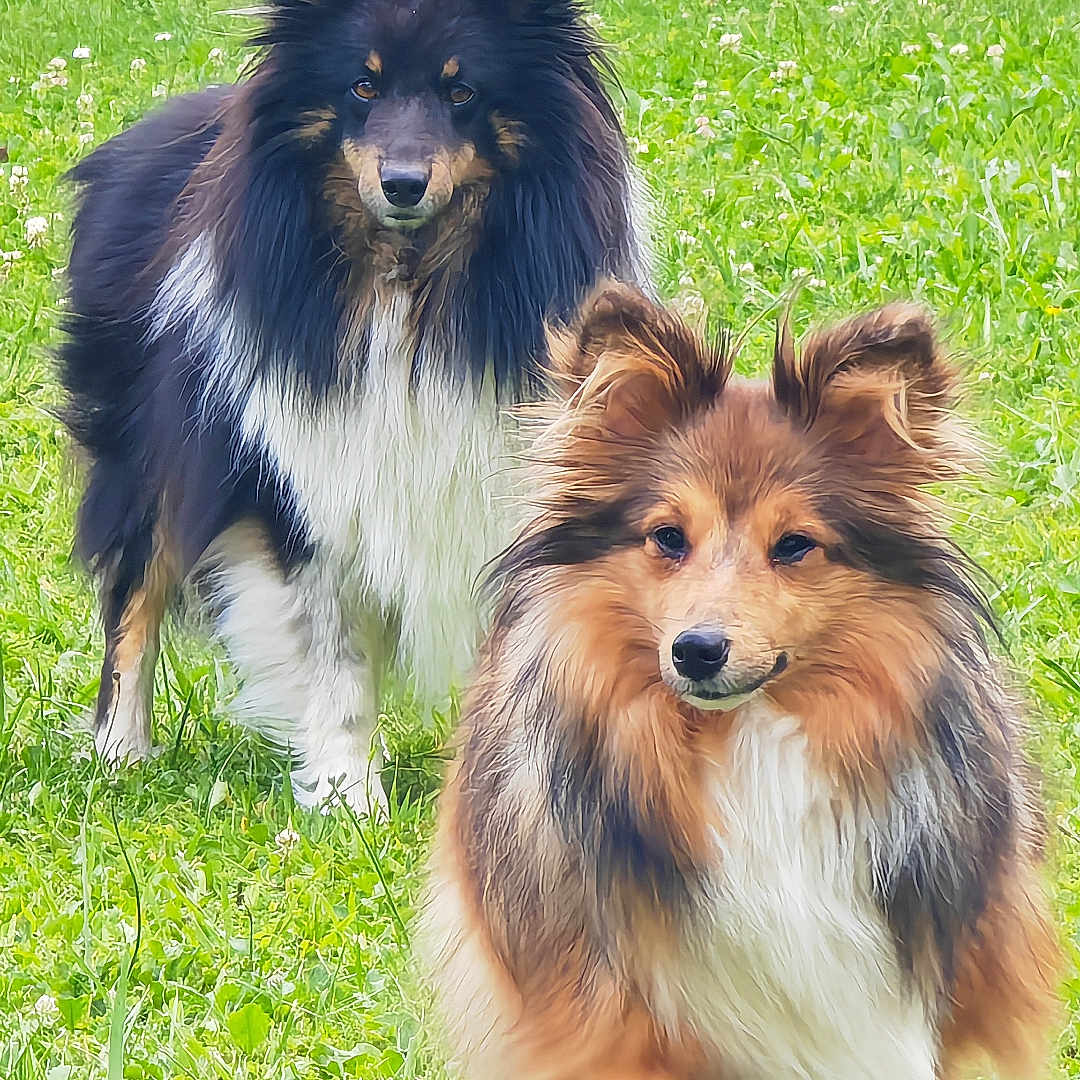 Spyke Et Anouk a rejoint le concours — aidez-le/la à gagner de superbes lots ! dog, shetland_sheepdog, grass, outdoor, pet, animal, fur, two_dogs, nature, greenery, canine, playful, walking, park, mammal, friendly, adorable, fluffy, portrait, daylight