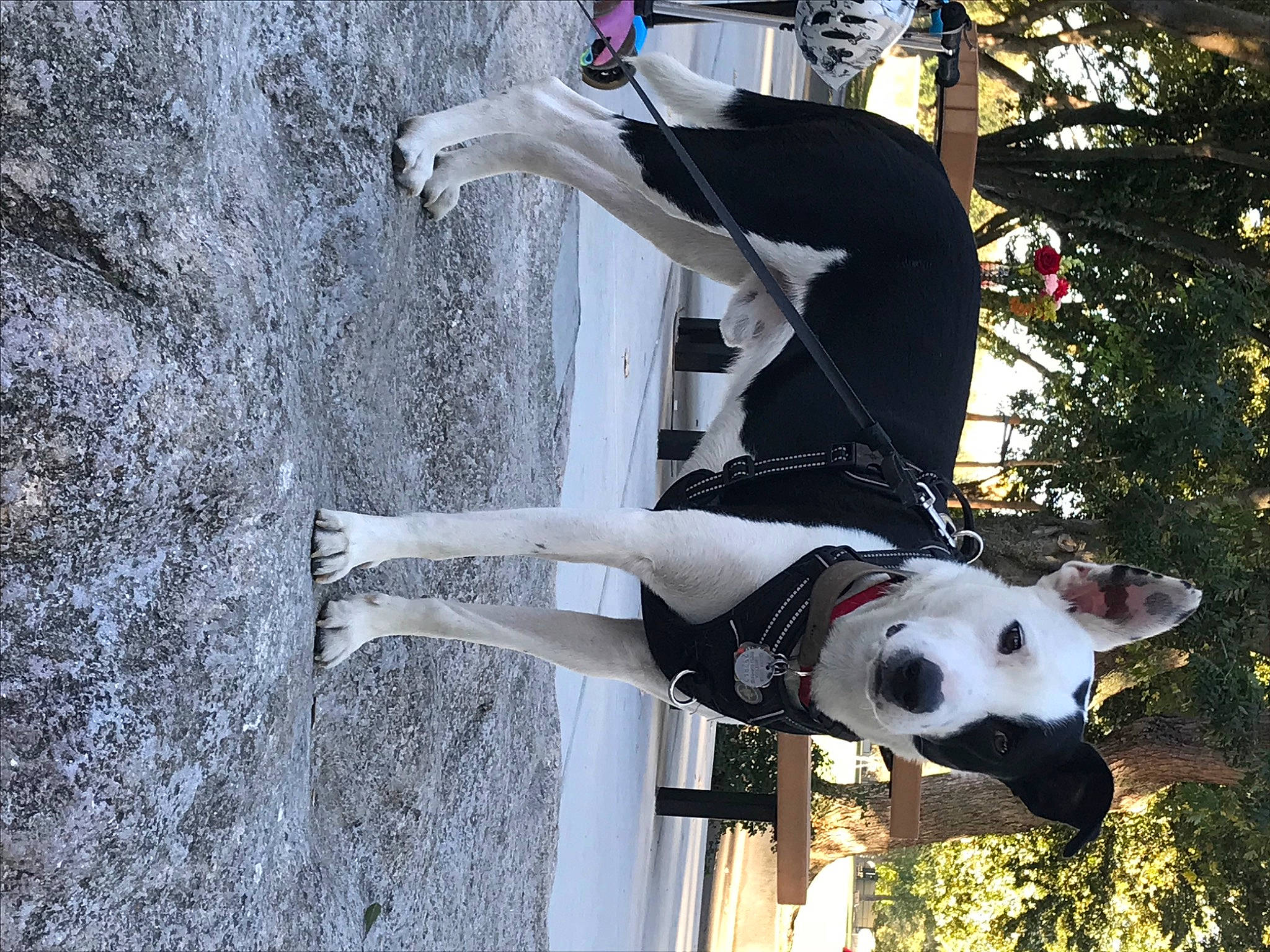 Kipper joined the competition — help win amazing prizes! adventure, art, building, carnivore, companion_dog, dog, dog_breed, fawn, fun, leisure, non_sporting_group, plant, recreation, sporting_group, street_fashion, tree, water, white, window