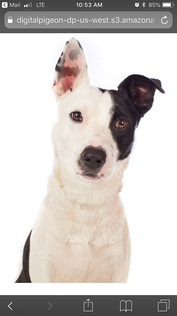 Kipper joined the competition — help win amazing prizes! ancient_dog_breeds, art, canidae, carnivore, collar, companion_dog, dog, dog_breed, dog_collar, non_sporting_group, snow, sporting_group, whiskers, winter, working_animal