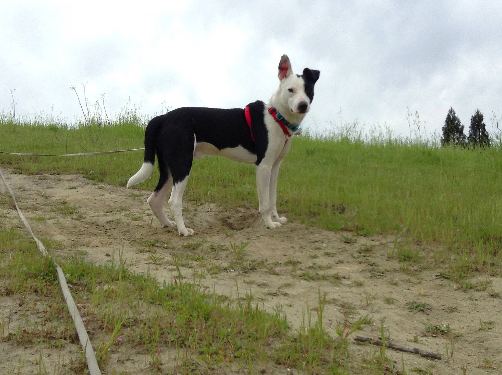 Kipper joined the competition — help win amazing prizes! canidae, carnivore, cloud, collar, companion_dog, dog, dog_breed, dog_collar, grass, grassland, non_sporting_group, pasture, plant, sky, sporting_group, tail, terrestrial_animal, tree, working_animal, working_dog