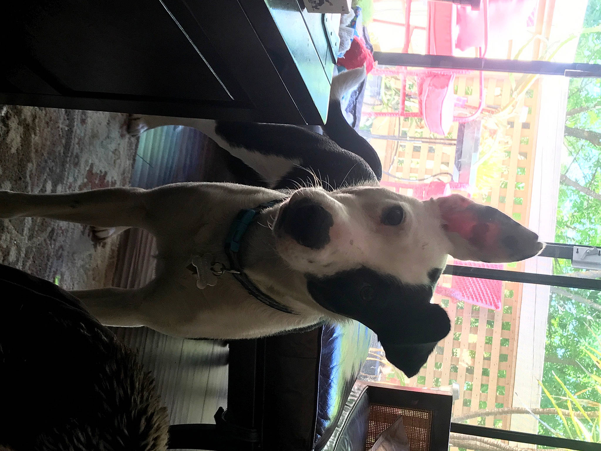 Kipper is registered to the contest to win money with this photo: art, carnivore, dog, dog_breed, ear, fawn, fun, glass, jaw, magenta, mammal, non_sporting_group, plant, sculpture, snout, tree, vehicle_door, vertebrate, window, working_animal