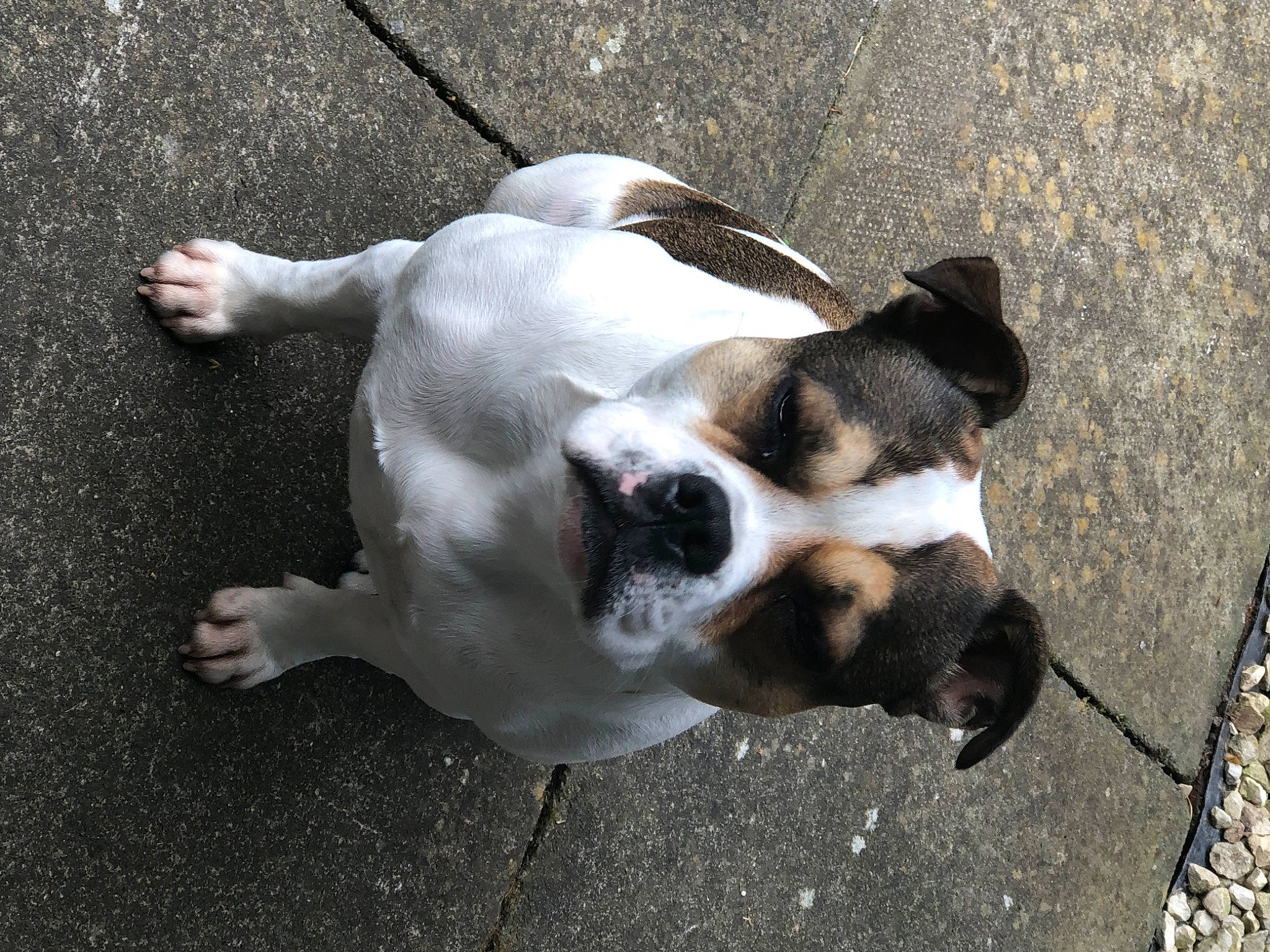 Lexie-lou is registered to the contest to win money with this photo: asphalt, canidae, carnivore, collar, companion_dog, concrete, dog, dog_breed, dog_collar, fawn, non_sporting_group, paw, road_surface, sporting_group, street_dog, tail, terrestrial_animal, toy_dog, whiskers, working_animal