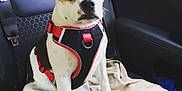 Lexie is registered to the contest to win money with this photo: dog, pet, car_interior, seat, harness, blanket, white_fur, brown_fur, black_fur, sitting, animal, canine, vehicle, seatbelt, resting, indoor, companion, leisure, transportation, portrait