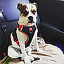 dog, pet, car_interior, seat, harness, blanket, white_fur, brown_fur, black_fur, sitting, animal, canine, vehicle, seatbelt, resting, indoor, companion, leisure, transportation, portrait