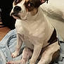 Lexie is registered to the contest to win money with this photo: dog, pet, white, brown, blanket, indoor, furniture, couch, floor, canine, sitting, looking_up, ears, fur, animal, domestic_animal, companion, cute, expression, relaxed