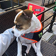 Lexie joined the competition — help win amazing prizes! dog, puppy, harness, pet, outdoor, chair, hand, leash, sign, fence, pavement, calm, brown_and_white, wicker, resting, petting, side_view, daylight, urban, cute