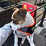 dog, puppy, harness, pet, outdoor, chair, hand, leash, sign, fence, pavement, calm, brown_and_white, wicker, resting, petting, side_view, daylight, urban, cute