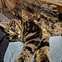 Lili a rejoint le concours — aidez-le/la à gagner de superbes lots ! cat, clothing, domestic_animal, ears, eyes, feline, fur, indoor, jeans, knitwear, leaf_pattern, pattern, person, pet, relaxation, stretching, tabby_cat, table, whiskers, wood