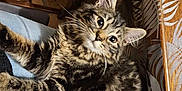 Lili participe au concours pour gagner de l'argent avec cette photo : animal, cat, comfort, cozy, ears, eyes, fluffy, fur, furniture, home, indoor, lap, pattern, person, pet, relaxed, tabby, table, whiskers, wood