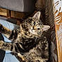 animal, cat, comfort, cozy, ears, eyes, fluffy, fur, furniture, home, indoor, lap, pattern, person, pet, relaxed, tabby, table, whiskers, wood