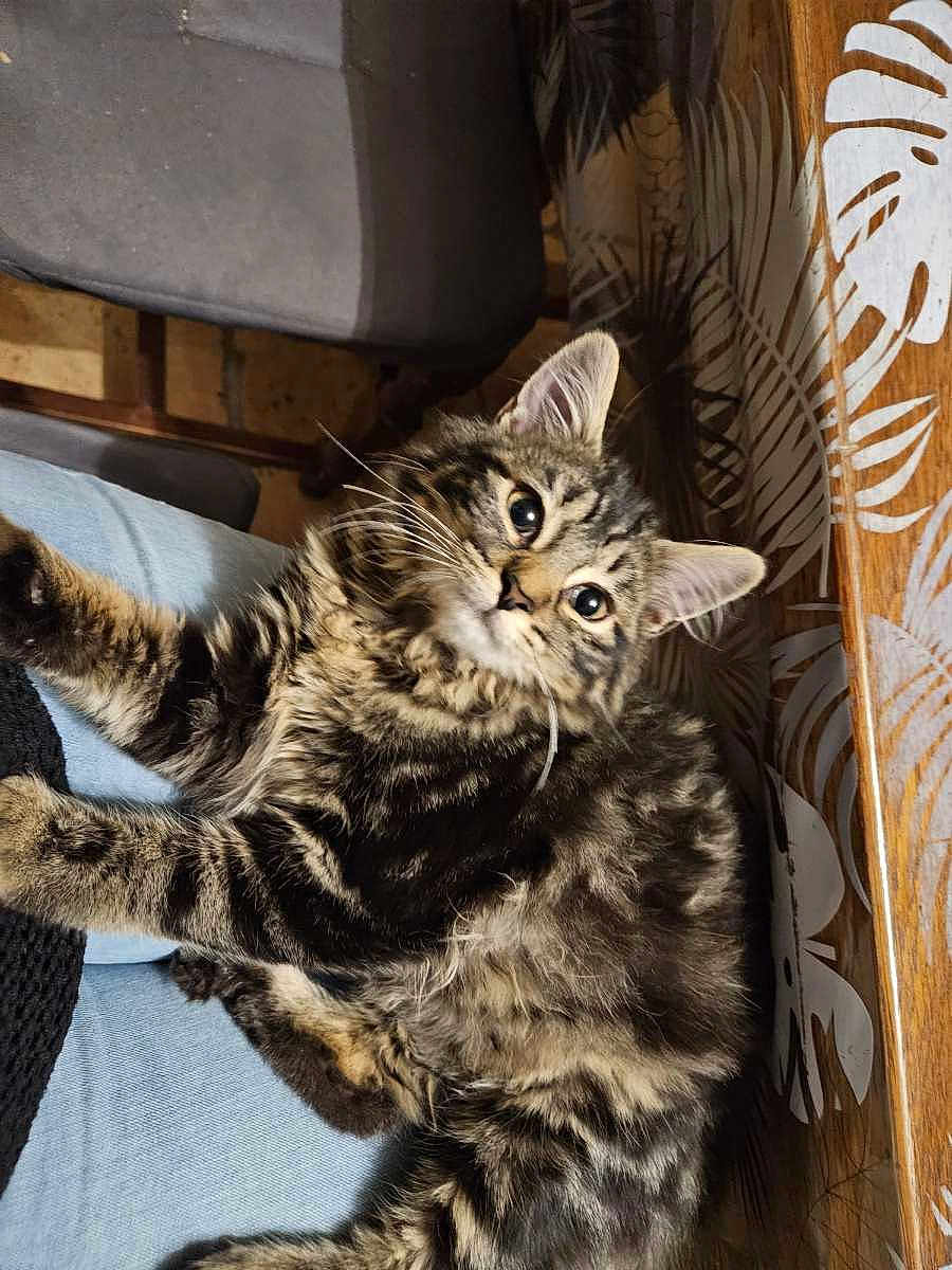 Lili