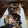 Lili participe au concours pour gagner de l'argent avec cette photo : animal, black_sweater, cat, cute, feline, floor, fur, indoor, jeans, lap, person, pet, playful, relaxed, striped, tabby, tile_floor, tongue_out, wooden_table, yawning
