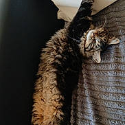 Lili participe au concours pour gagner de l'argent avec cette photo : animal, blanket, cat, couch, cozy, cute, feline, fluffy, fur, indoor, leather, paw, pet, relaxed, resting, stretching, striped, tabby, texture, whiskers