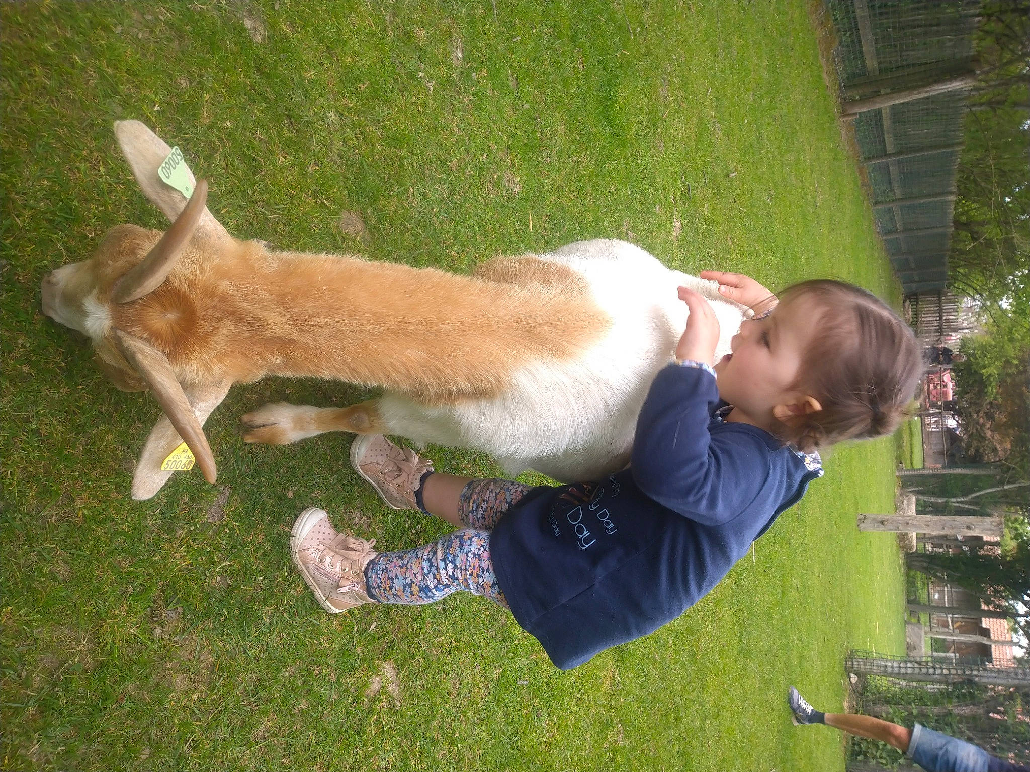 Jeanne participe au concours pour gagner de l'argent avec cette photo : canidae, carnivore, companion_dog, dog, dog_breed, fawn, fun, fur, grass, happy, lap, lawn, leisure, people_in_nature, person, plant, sitting, sporting_group, tail, toddler