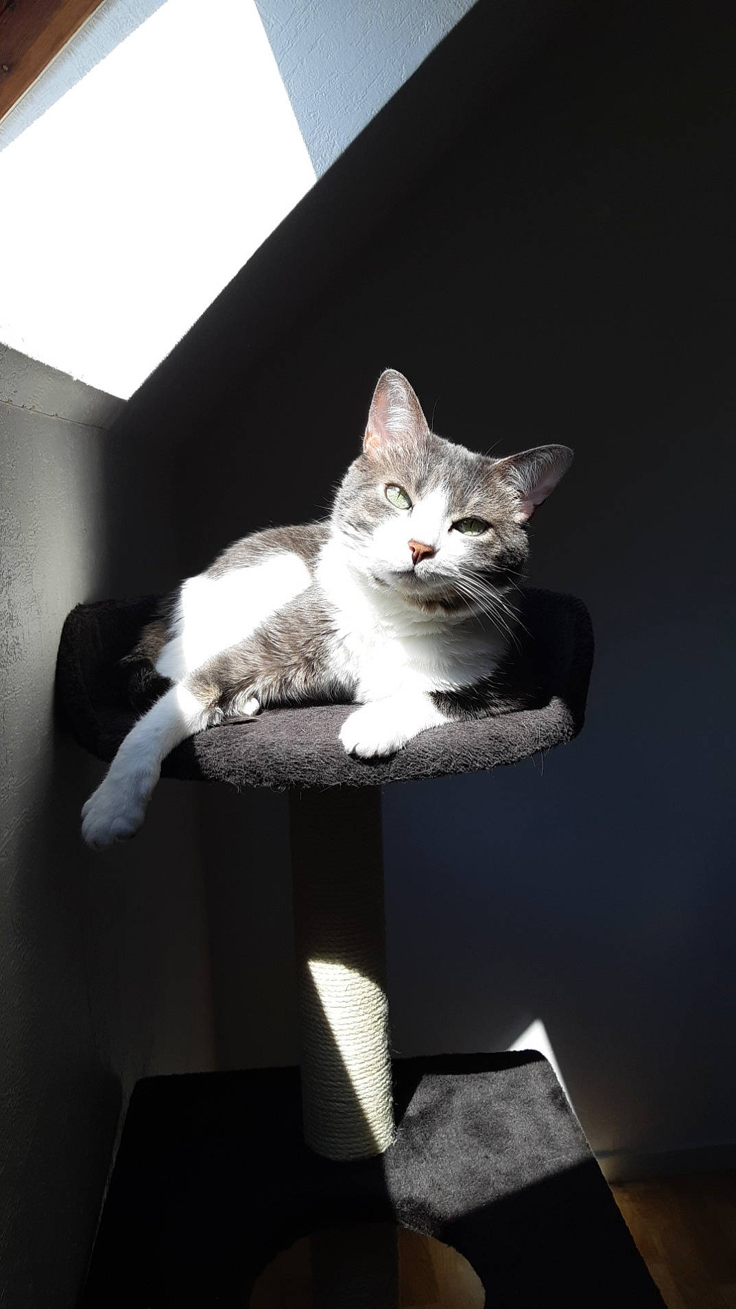 Choupi participe au concours pour gagner de l'argent avec cette photo : box, carnivore, cat, ceiling, comfort, darkness, domestic_short_haired_cat, felidae, fur, grey, monochrome, monochrome_photography, room, sitting, small_to_medium_sized_cats, still_life_photography, tail, whiskers, window, wood