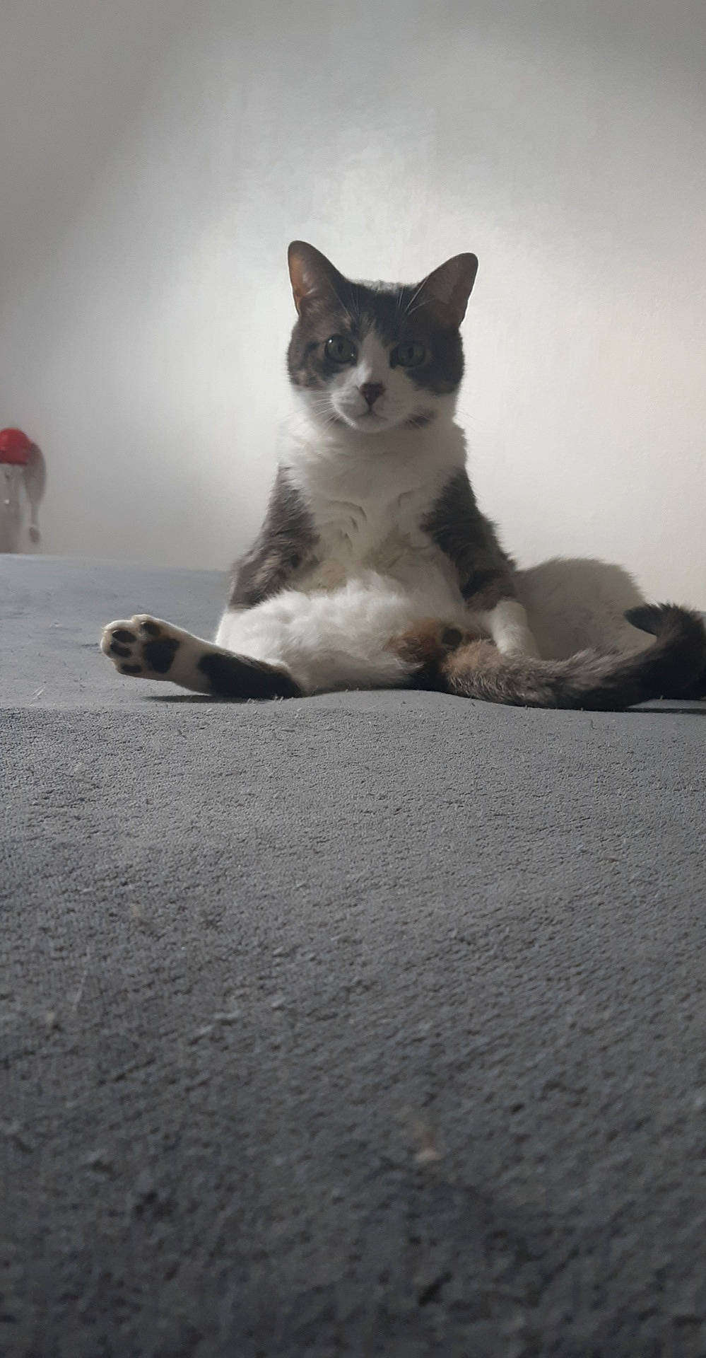 Choupi participe au concours pour gagner de l'argent avec cette photo : carnivore, cat, domestic_short_haired_cat, felidae, freezing, fur, grey, monochrome, monochrome_photography, road_surface, sand, sky, small_to_medium_sized_cats, snout, tail, tree, water, whiskers, winter, wood