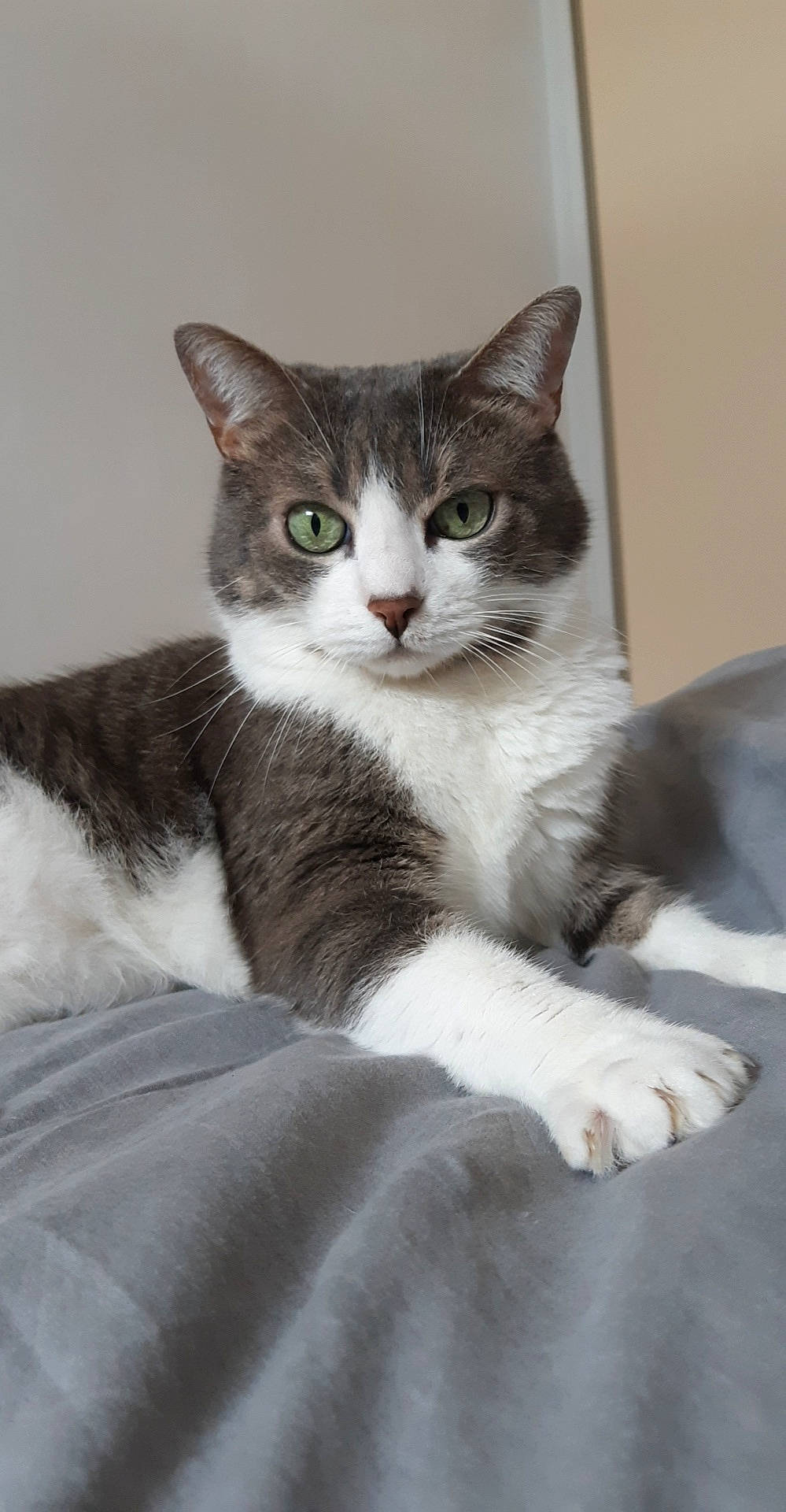 Choupi a rejoint le concours — aidez-le/la à gagner de superbes lots ! carnivore, cat, comfort, domestic_short_haired_cat, eye, felidae, fur, grey, paw, sitting, small_to_medium_sized_cats, snout, tail, whiskers, window