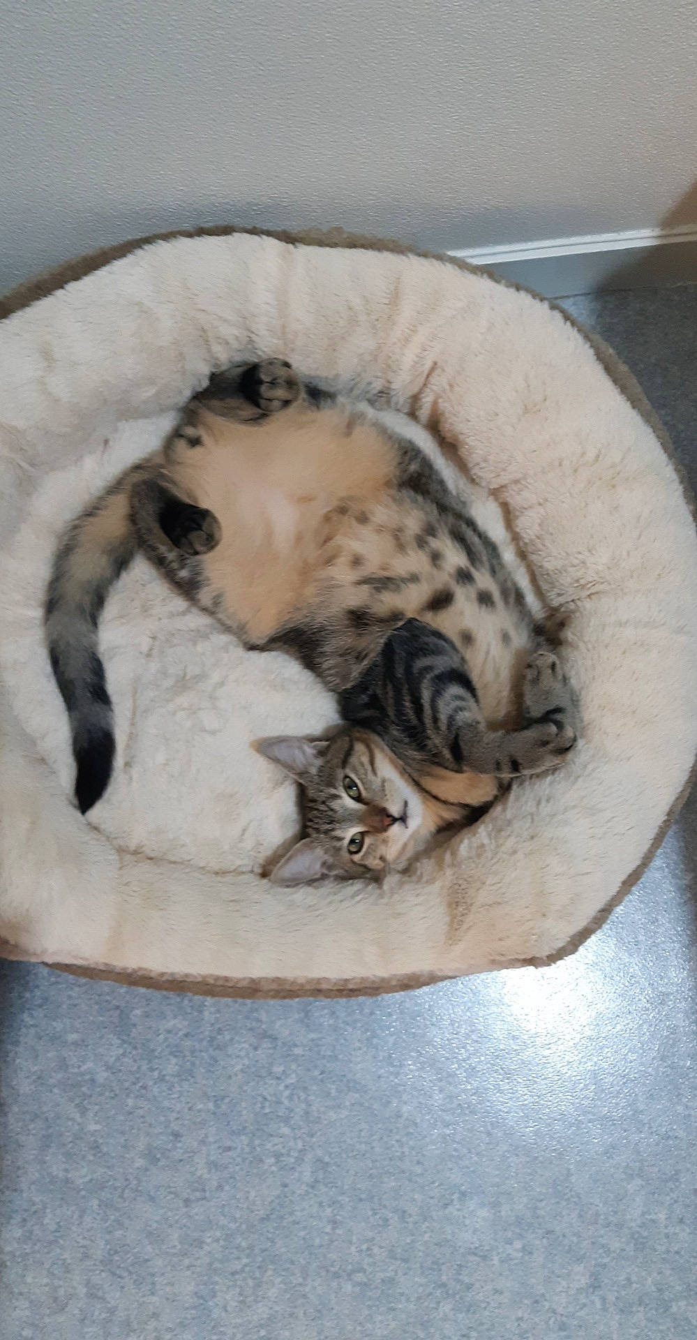 Stitch a rejoint le concours — aidez-le/la à gagner de superbes lots ! canidae, carnivore, cat, cat_bed, cat_supply, comfort, dog_breed, domestic_short_haired_cat, fawn, felidae, fur, linens, nap, paw, sleep, small_to_medium_sized_cats, tail, terrestrial_animal, whiskers, wood