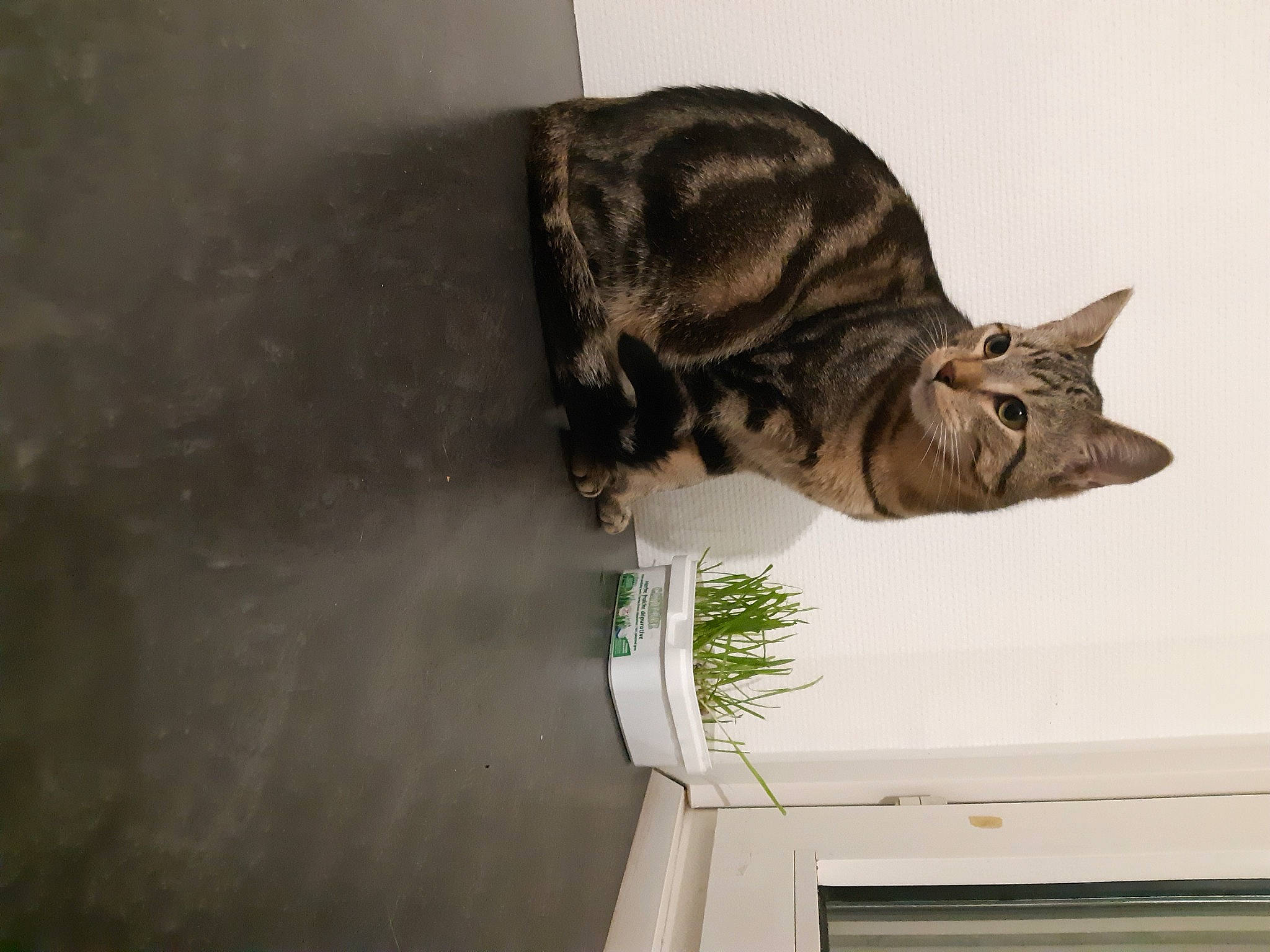 Stitch a rejoint le concours — aidez-le/la à gagner de superbes lots ! art, carnivore, cat, domestic_short_haired_cat, door, felidae, fur, lynx, plant, sculpture, small_to_medium_sized_cats, snout, tail, terrestrial_animal, tree, whiskers, window, wood