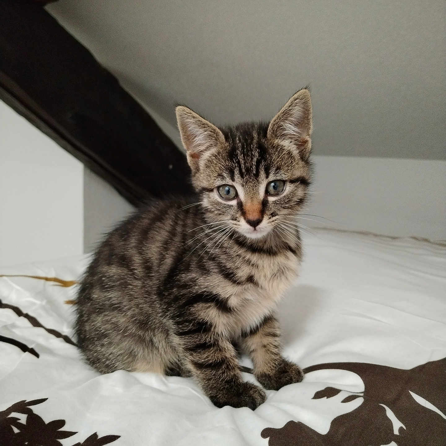 Grou participe au concours pour gagner de l'argent avec cette photo : abyssinian, animal, bed, bedroom, blanket, cat, furniture, indoors, kitten, manx, pet, room, siamese, wood