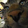 animal, blurry_background, cat, close_up, curious, domestic, eyes, face, feline, focus_on_nose, fur, home, indoor, macro, nose, pet, room, shelf, tabby, whiskers