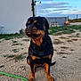 Shadow participe au concours pour gagner de l'argent avec cette photo : animal, building, canine, clouds, daylight, dog, fence, grass, leash, nature, outdoor, pet, plant, rottweiler, sand, security_camera, sitting, sky, wall, yard