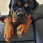 Shadow a rejoint le concours — aidez-le/la à gagner de superbes lots ! animal, black, brown, canine, close_up, couch, dog, domestic_animal, face, fur, indoor, muzzle, nose, paws, pet, portrait, relaxed, resting, rottweiler, sleepy