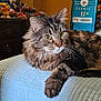 cat, tabby, fluffy, bed, quilt, pillow, furniture, dresser, collectibles, figurines, room, indoor, pet, relaxed, alert, brown, blue, cozy, domestic, feline