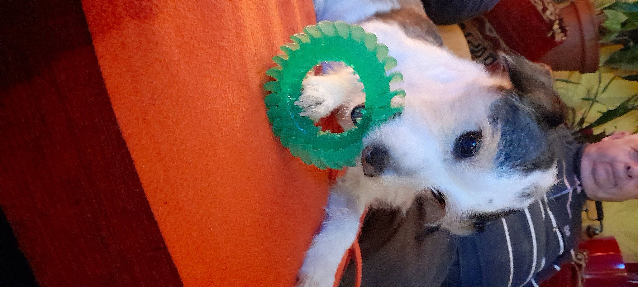 Lucky participe au concours pour gagner de l'argent avec cette photo : ball, canidae, carnivore, companion_dog, dog, dog_breed, dog_supply, event, felidae, fur, non_sporting_group, paw, puppy, small_terrier, snout, sporting_group, stuffed_toy, terrier, toy_dog, whiskers