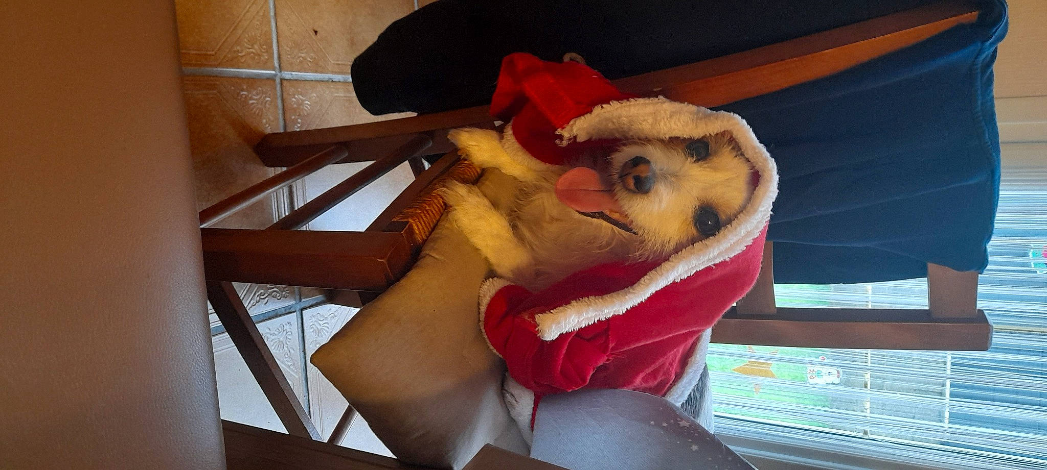 Lucky participe au concours pour gagner de l'argent avec cette photo : canidae, carnivore, comfort, companion_dog, dog_breed, fawn, felidae, fur, human_leg, paw, plush, room, small_to_medium_sized_cats, snout, sporting_group, stuffed_toy, toy, whiskers, wood, working_animal