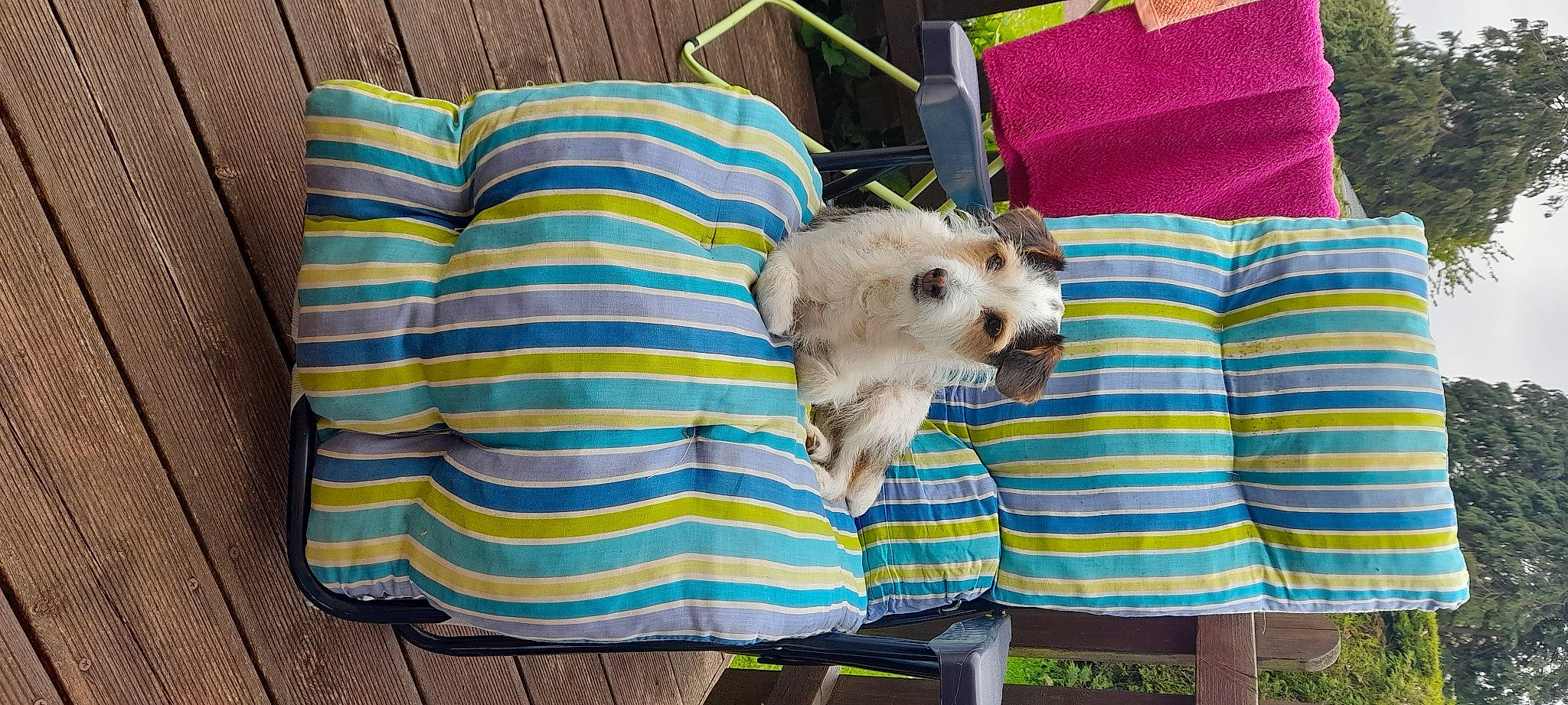 Lucky a rejoint le concours — aidez-le/la à gagner de superbes lots ! carnivore, chair, comfort, companion_dog, couch, dog, dog_breed, dog_clothes, dog_supply, fawn, linens, pattern, pet_supply, pillow, small_terrier, sporting_group, terrier, throw_pillow, toy_dog, working_animal