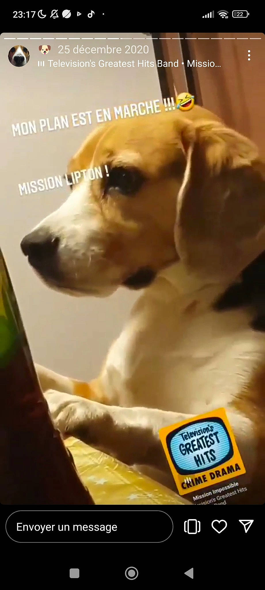 Lipton participe au concours pour gagner de l'argent avec cette photo : canidae, carnivore, collar, companion_dog, dog, dog_breed, dog_collar, dog_supply, ear, fawn, fur, gun_dog, liver, paw, pet_supply, photo_caption, sporting_group, whiskers, working_animal, yellow