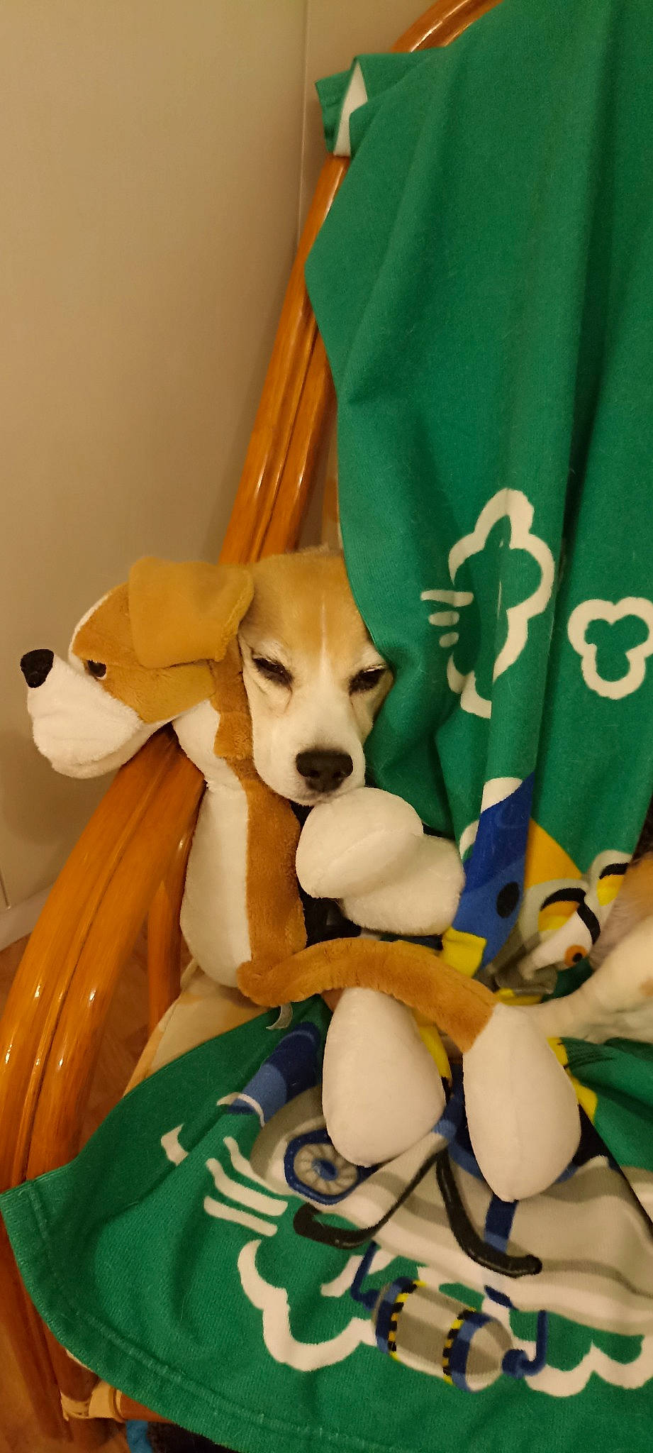 Lipton participe au concours pour gagner de l'argent avec cette photo : canidae, carnivore, comfort, companion_dog, dog, dog_breed, dog_supply, dog_toy, fawn, fur, photo_caption, plush, snout, sporting_group, stuffed_toy, tail, toy, toy_dog, white, working_animal