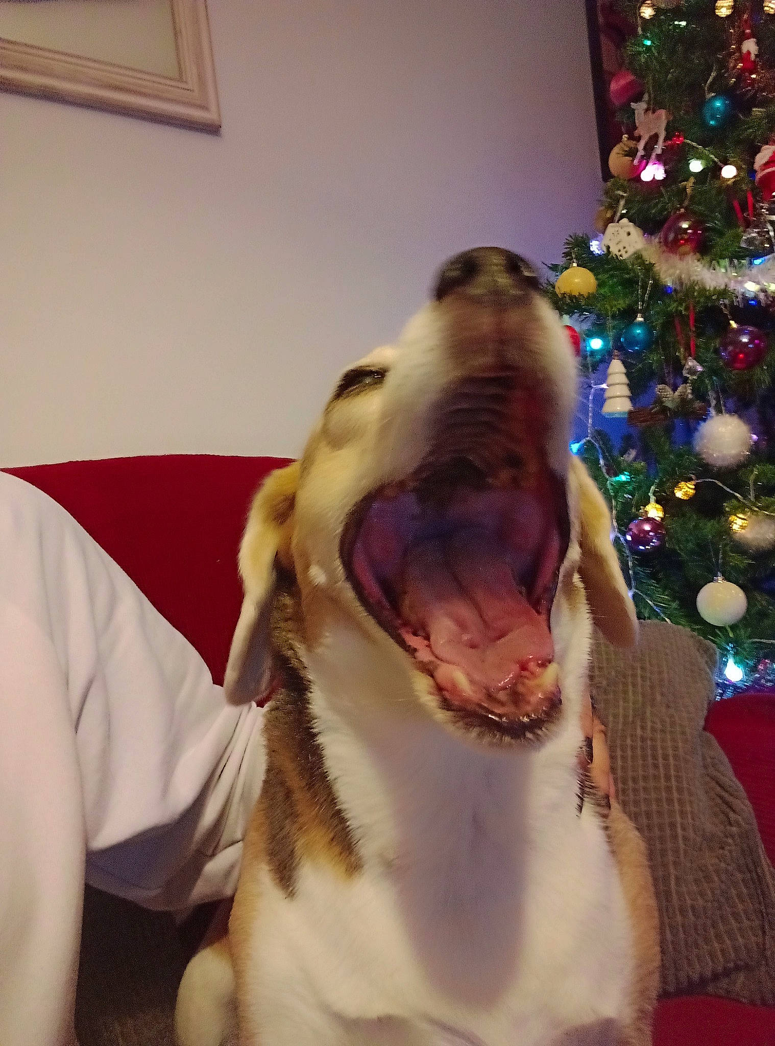 Lipton a rejoint le concours — aidez-le/la à gagner de superbes lots ! carnivore, christmas_decoration, christmas_tree, companion_dog, conifer, dog, dog_breed, event, fang, fawn, felidae, fur, holiday, ornament, paw, small_to_medium_sized_cats, snout, sporting_group, whiskers, yawn