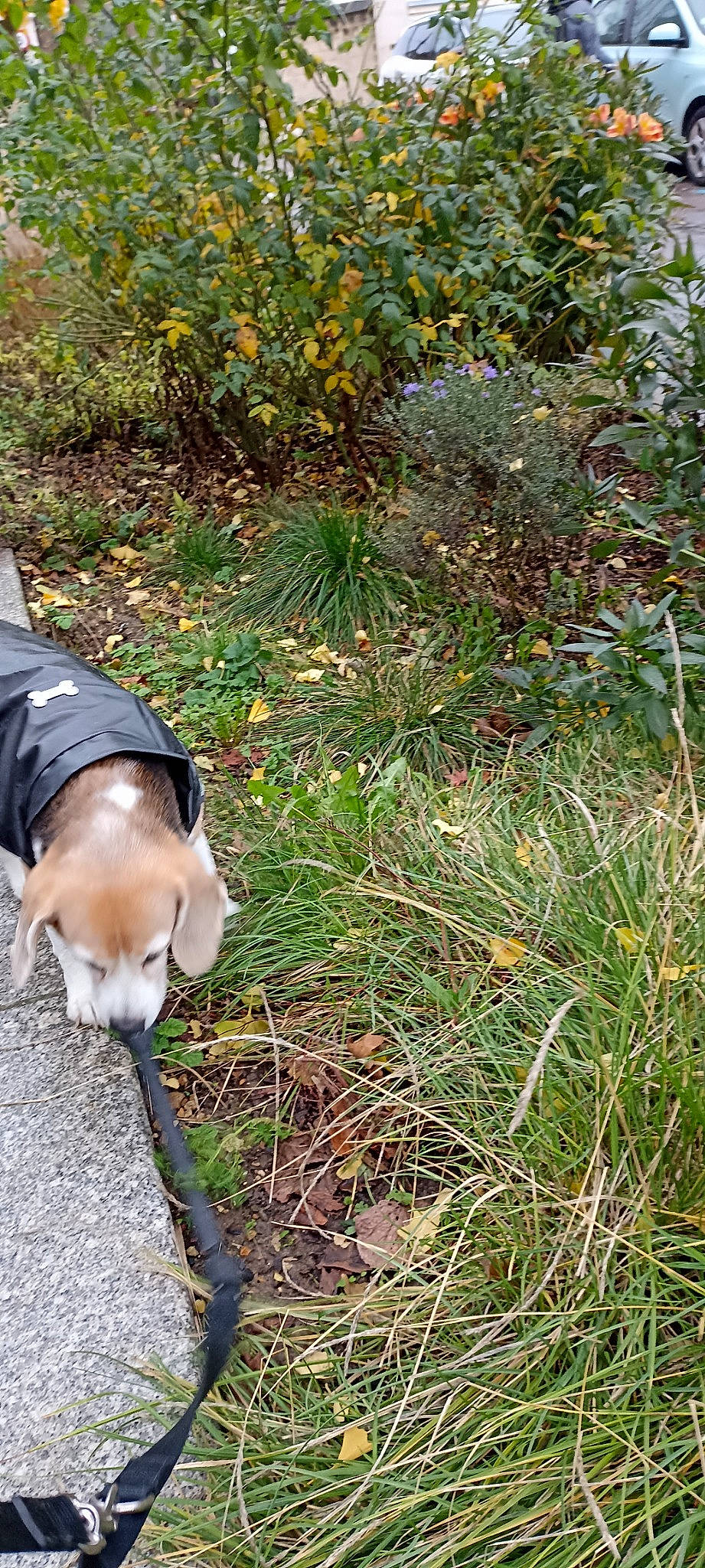 Lipton participe au concours pour gagner de l'argent avec cette photo : adventure, canidae, carnivore, companion_dog, dog, dog_breed, fawn, grass, groundcover, human_leg, landscape, people_in_nature, plant, shrub, soil, sporting_group, subshrub, tail, terrestrial_plant, walking