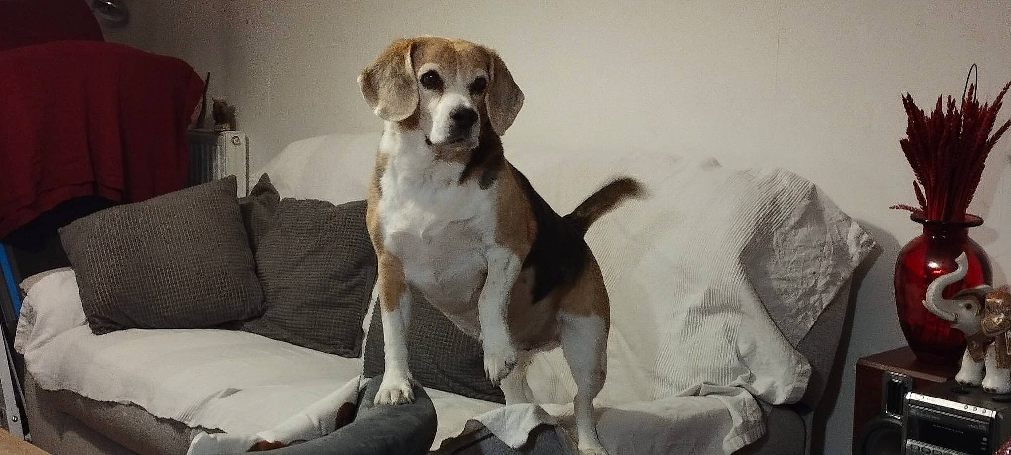 Lipton a rejoint le concours — aidez-le/la à gagner de superbes lots ! ancient_dog_breeds, canidae, carnivore, comfort, companion_dog, couch, dog, dog_breed, dog_supply, fawn, gun_dog, hound, hunting_dog, liver, non_sporting_group, paw, puppy, sporting_group, whiskers, working_animal