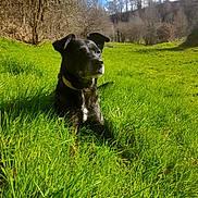 Tawa a rejoint le concours — aidez-le/la à gagner de superbes lots ! animal, bulldog, canine, countryside, dog, farm, field, grass, grassland, labradorretriever, lawn, meadow, nature, outdoors, pasture, pet, plant, puppy, rural, vegetation