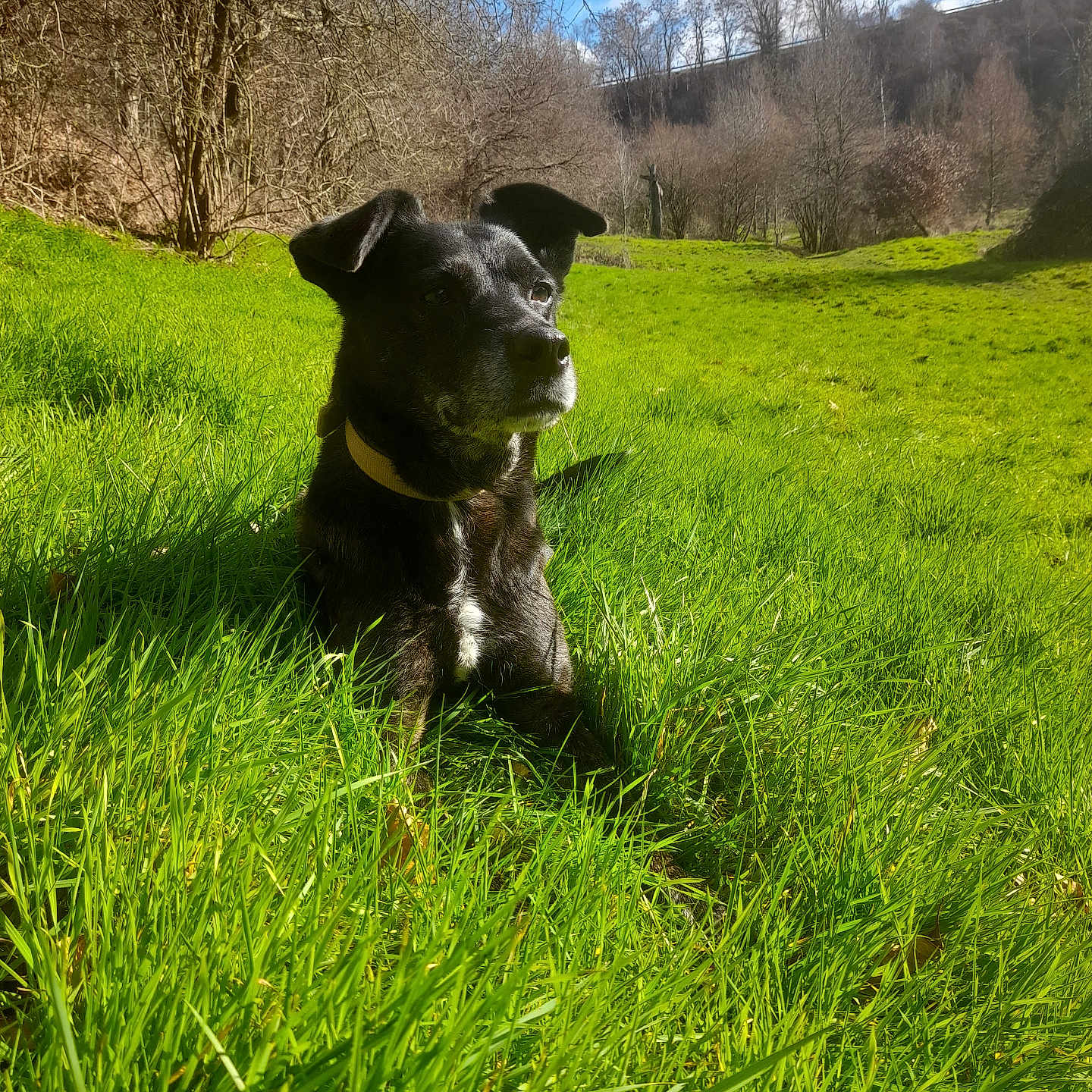 Tawa a rejoint le concours — aidez-le/la à gagner de superbes lots ! animal, bulldog, canine, countryside, dog, farm, field, grass, grassland, labradorretriever, lawn, meadow, nature, outdoors, pasture, pet, plant, puppy, rural, vegetation