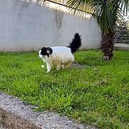 Tonka participe au concours pour gagner de l'argent avec cette photo : cat, grass, outdoor, daylight, tree, palm_tree, sky, cloud, concrete, wall, greenery, pet, animal, nature, fluffy, black_and_white, walking, temperature_overlay, sunny, garden