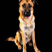 Max is registered to the contest to win money with this photo: animal, attentive, black_background, canine, companion, dog, domestic_animal, ears_up, friendly, fur, german_shepherd, isolated, muzzle, paws, pet, portrait, sitting, studio, tongue_out, whiskers
