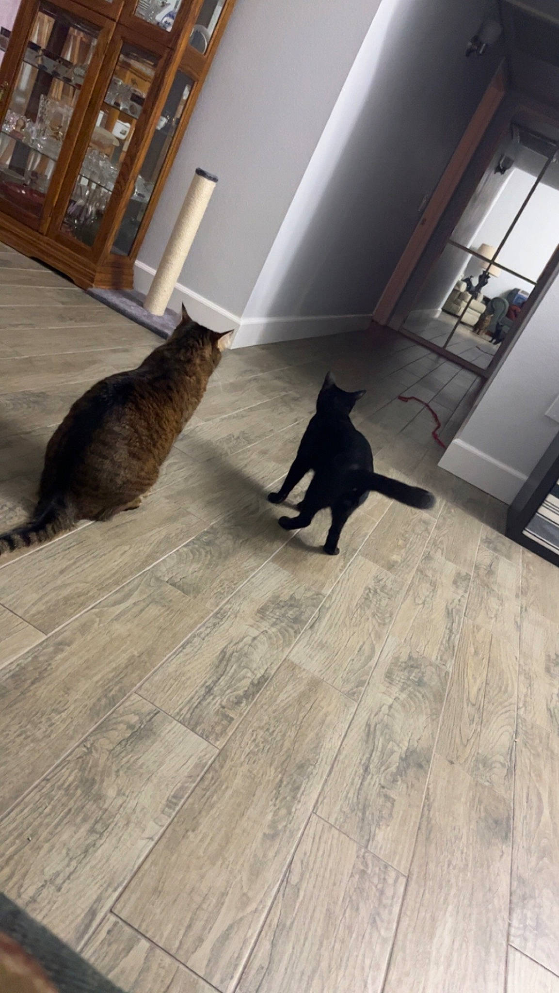 Bella is registered to the contest to win money with this photo: brown, carnivore, cat, fawn, felidae, floor, flooring, fur, hardwood, laminate_flooring, plank, room, shadow, small_to_medium_sized_cats, tail, tints_and_shades, whiskers, wood, wood_flooring, wood_stain