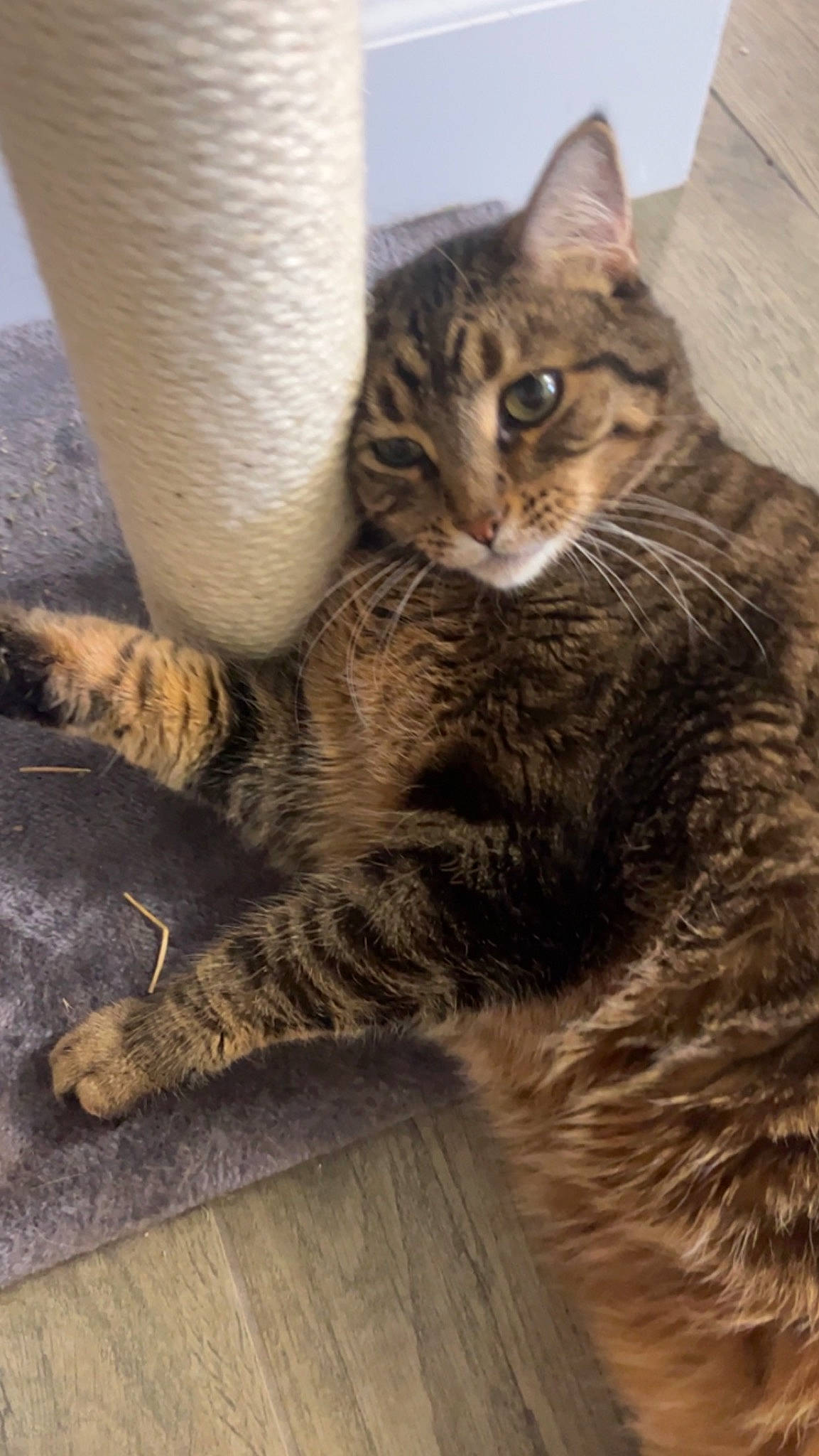 Bella joined the competition — help win amazing prizes! carnivore, cat, claw, comfort, domestic_short_haired_cat, felidae, flooring, foot, fur, hardwood, paw, sitting, small_to_medium_sized_cats, snout, tail, terrestrial_animal, tree, whiskers, wildlife, wood