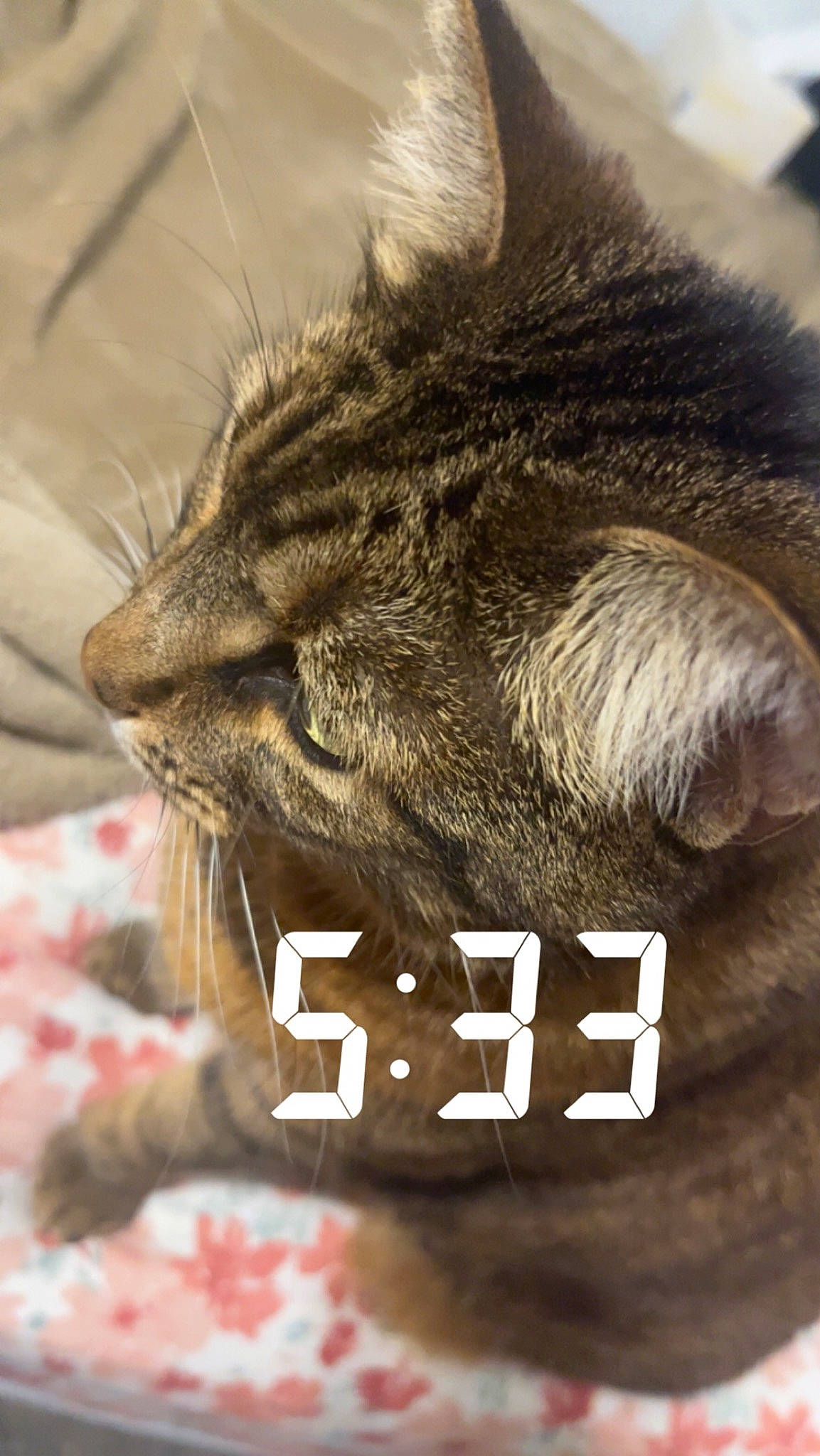 Bella joined the competition — help win amazing prizes! carnivore, cat, claw, close_up, comfort, domestic_short_haired_cat, fang, felidae, fur, liver, mammal, natural_material, paw, small_to_medium_sized_cats, snout, terrestrial_animal, vertebrate, whiskers, wildlife