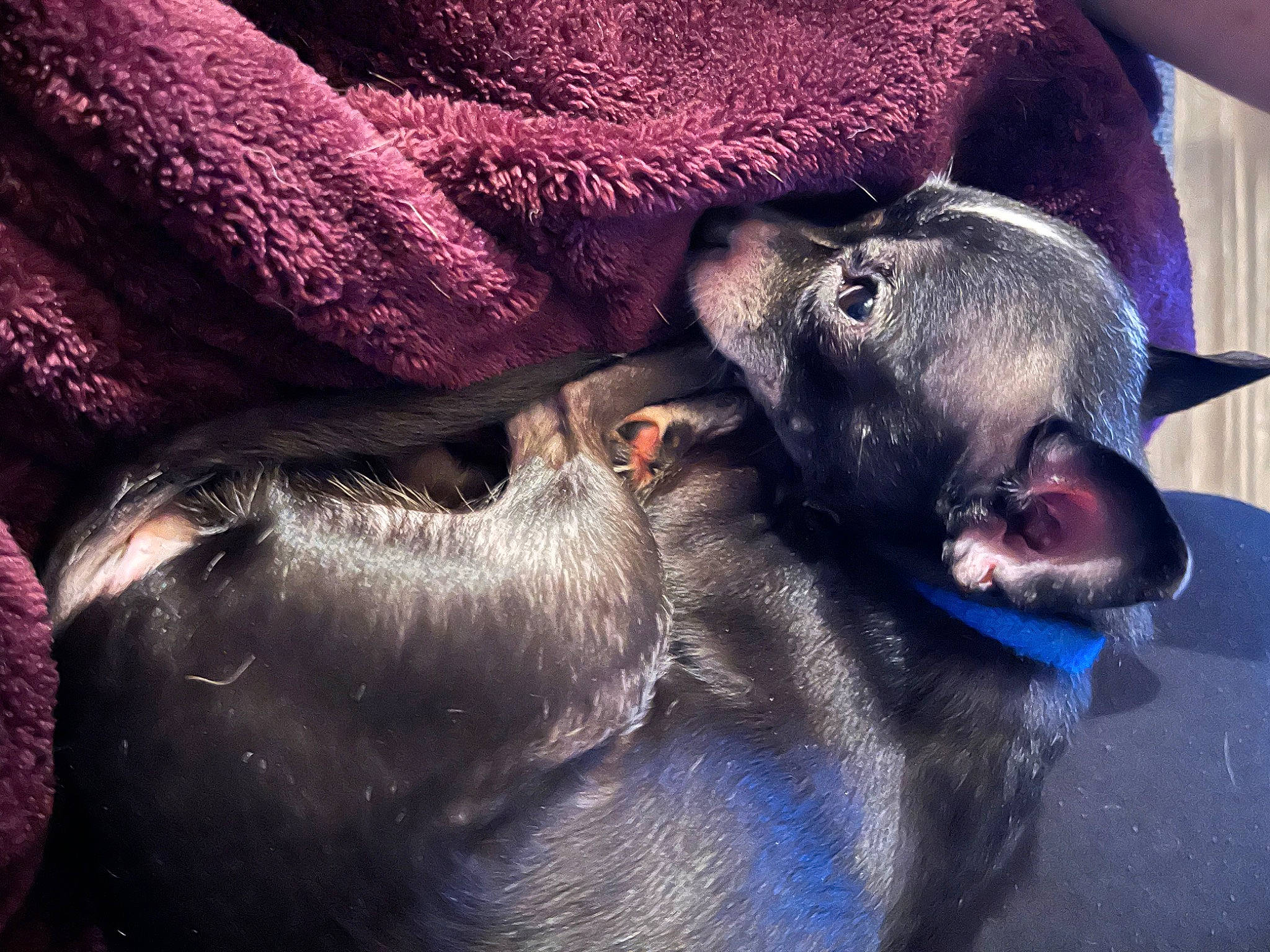 Paco is registered to the contest to win money with this photo: canidae, carnivore, comfort, companion_dog, dog, dog_breed, electric_blue, fawn, fur, guard_dog, jaw, liver, magenta, paw, purple, snout, sporting_group, terrestrial_animal, whiskers, working_animal