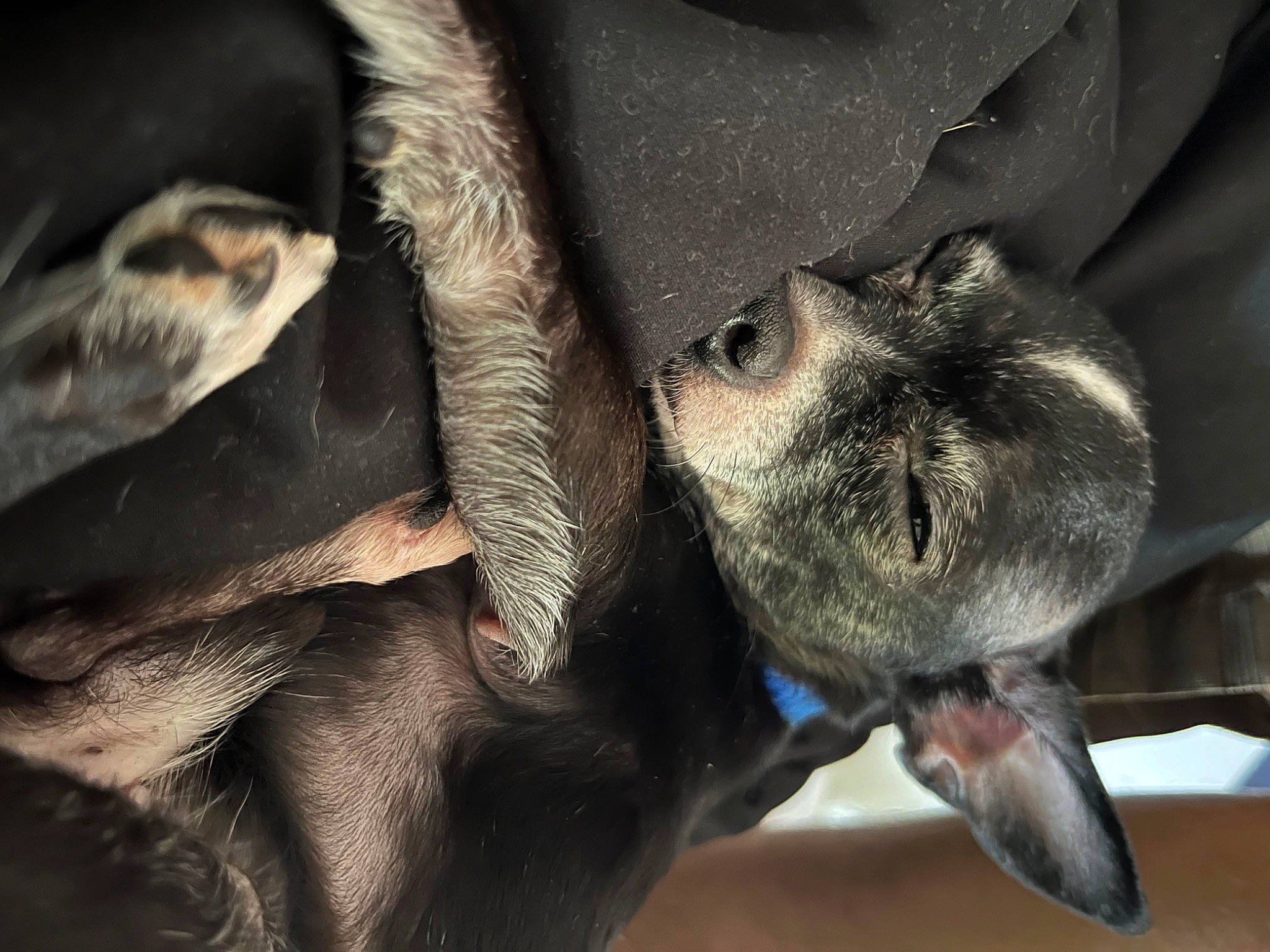 Paco is registered to the contest to win money with this photo: bat, beak, canidae, claw, close_up, dog_breed, eye, fawn, fur, head, jaw, mammal, paw, snout, sporting_group, tail, terrestrial_animal, vertebrate, whiskers, wrinkle